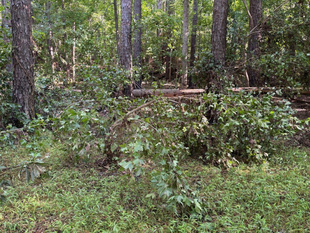 Bent saplings after the storm